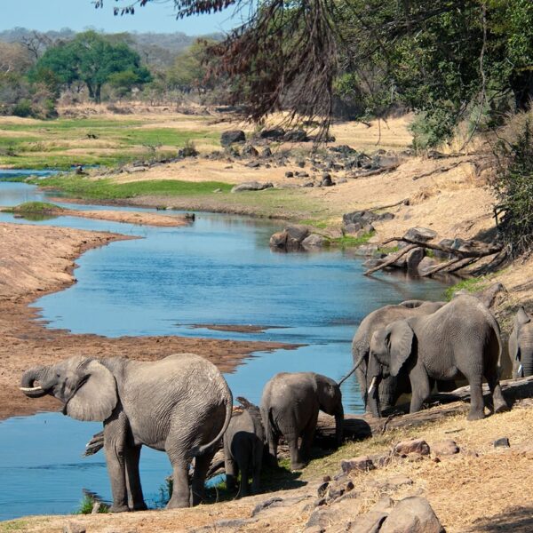 Tanzania southern Safaris