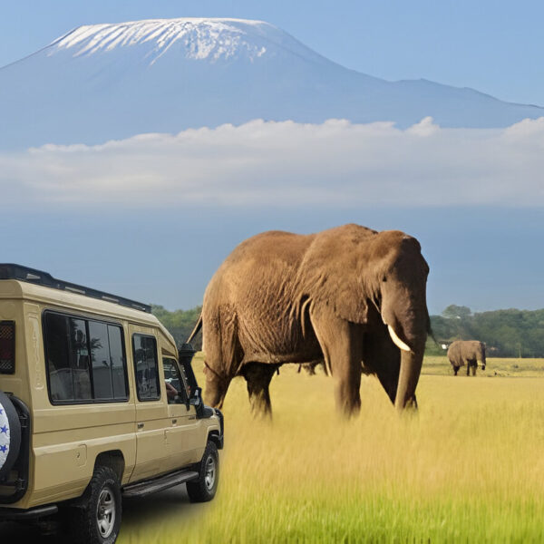 East Africa Safaris