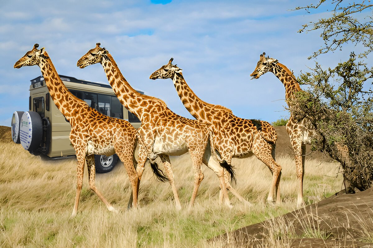 twiga
