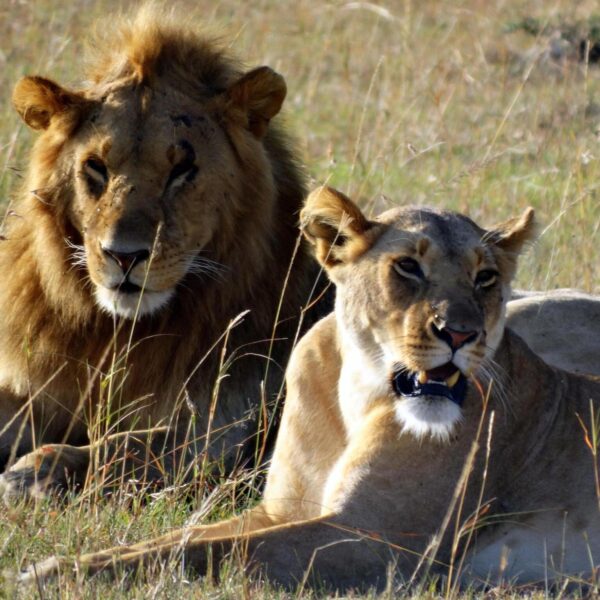 The best time to visit Tanzania for 2026, 2027 and 2028