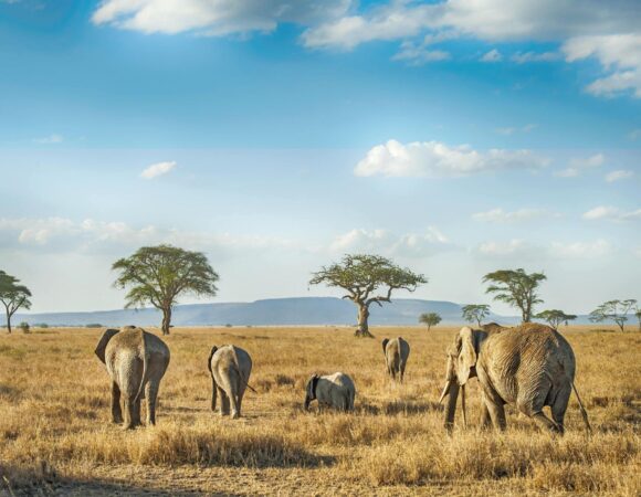 The best 4 days Mombasa Tsavo East/West/amboseli in Kenya