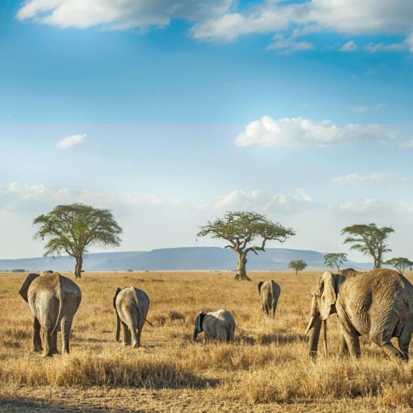 The best 4 days Mombasa Tsavo East/West/amboseli in Kenya