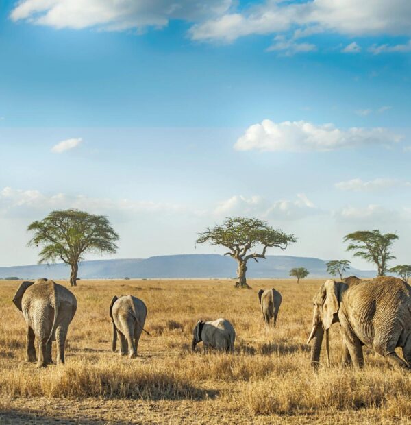 Reputable tour operator in Kenya; 11-day Top-Rated Kenya Safari from the airport