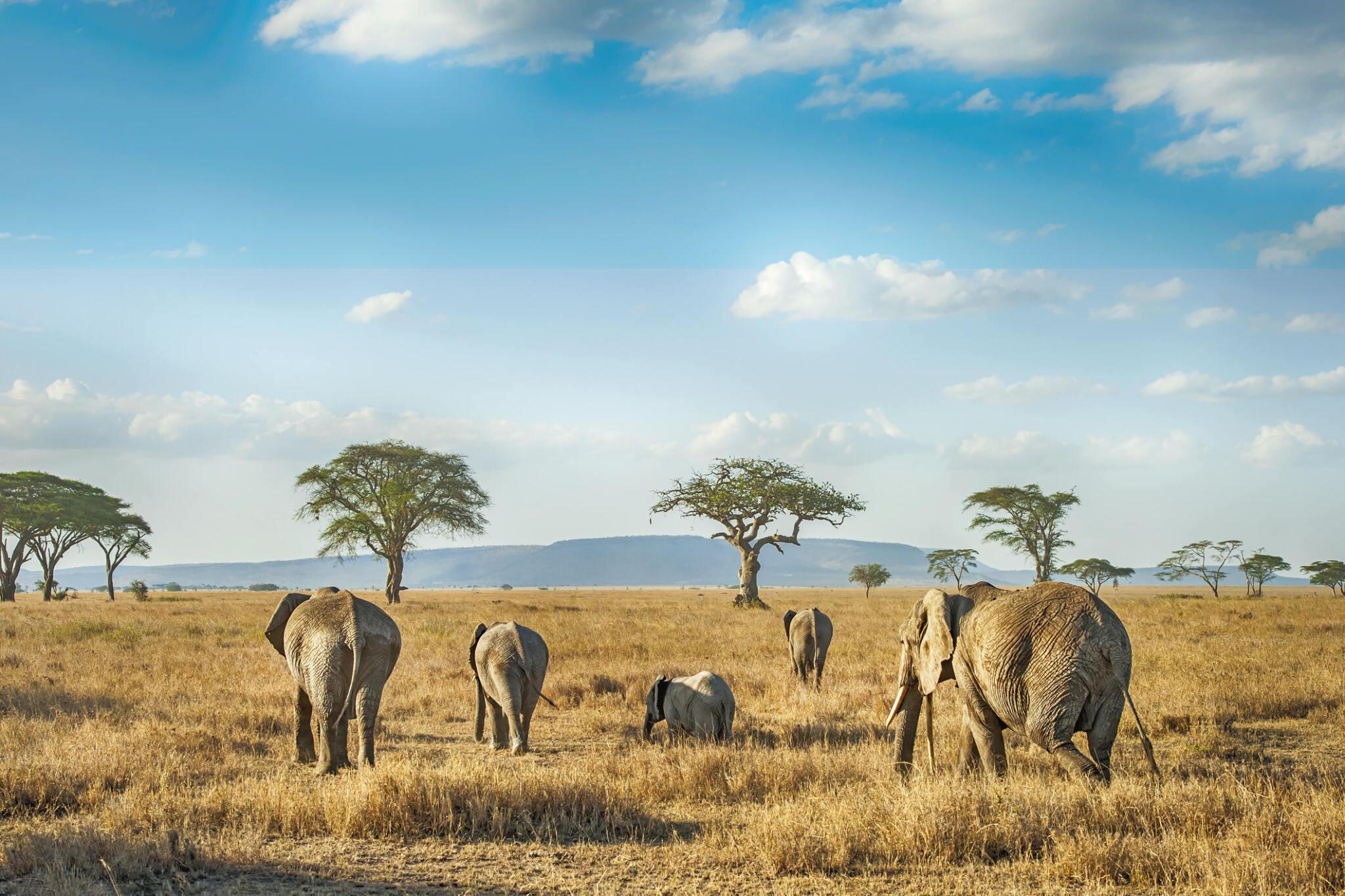 Reputable tour operator in Kenya; 11-day Top-Rated Kenya Safari from the airport