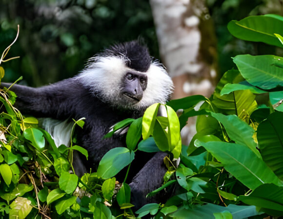 1-day Arusha National Park Safari