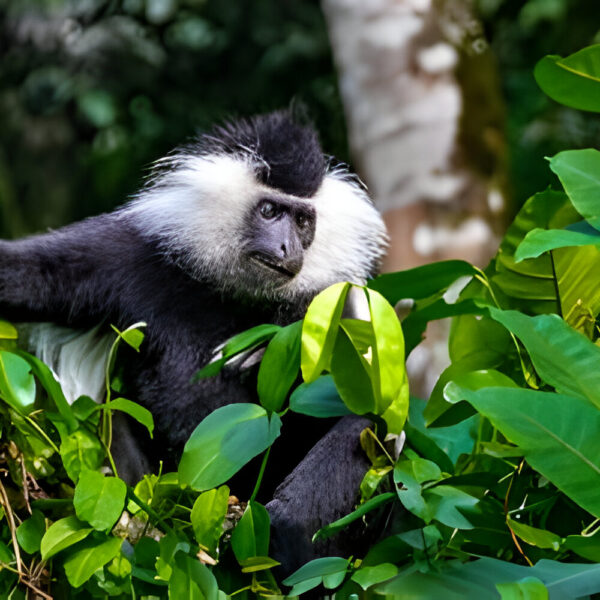 1-day Arusha National Park Safari