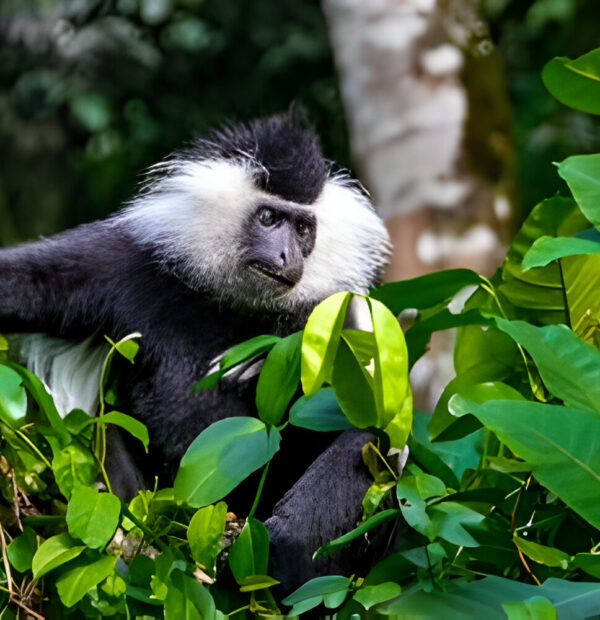 1-day Arusha National Park Safari-1of best things to do in Arusha