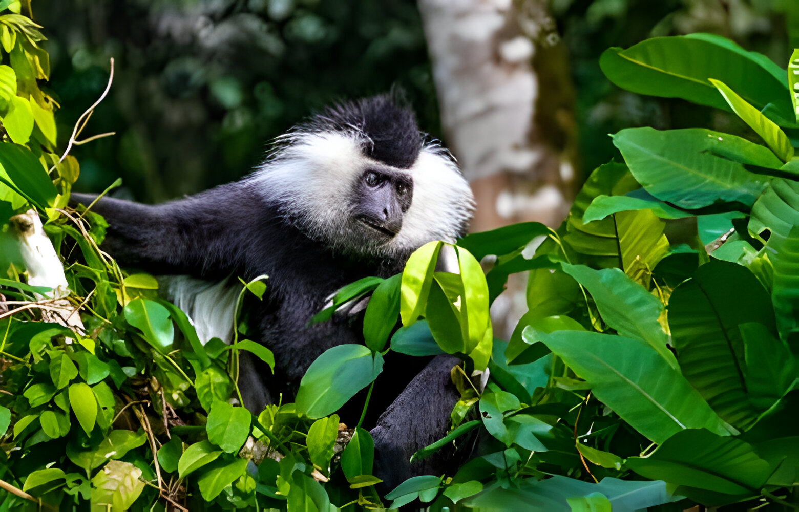 1-day Arusha National Park Safari-1of best things to do in Arusha