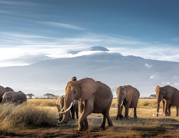 The best 4 days Affordable Kenya Safari Packages tour price
