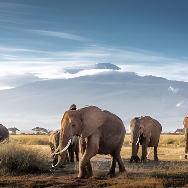 The best 4 days Affordable Kenya Safari Packages tour price