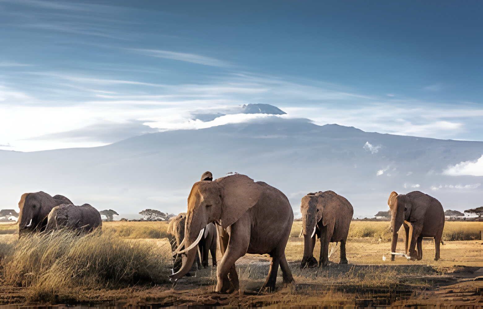 12-Day Combined Kenya & Tanzania Safari tours