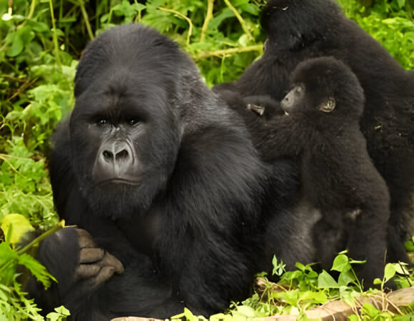 The best 3 Day Budget Friendly Gorilla Trek in Uganda