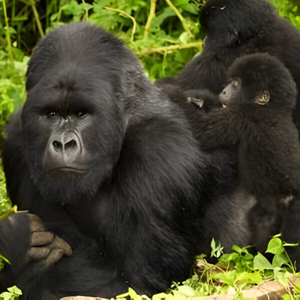 The best 3 Day Budget Friendly Gorilla Trek in Uganda
