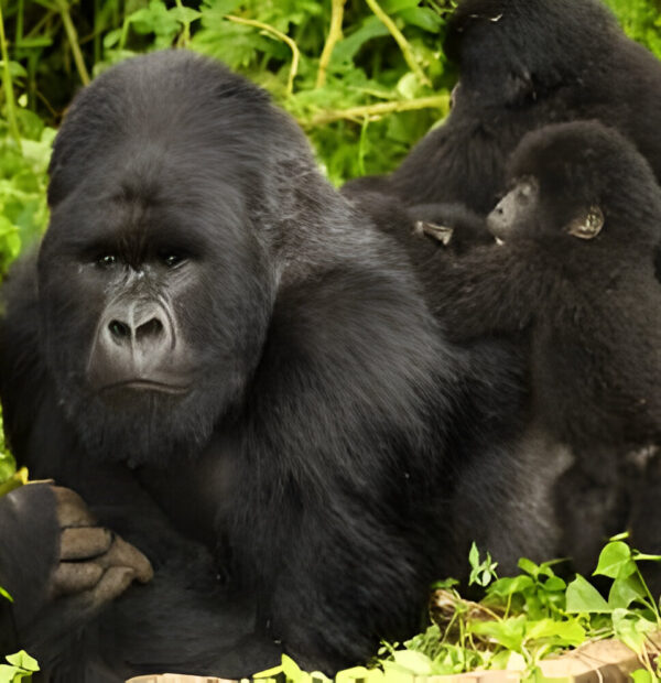 Top 5 Best Tour Company in Africa, 3 Day Gorilla Trek in Uganda