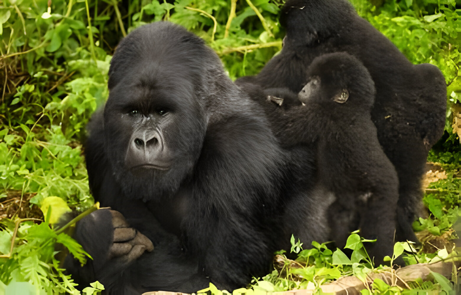 Top 5 Best Tour Company in Africa, 3 Day Gorilla Trek in Uganda