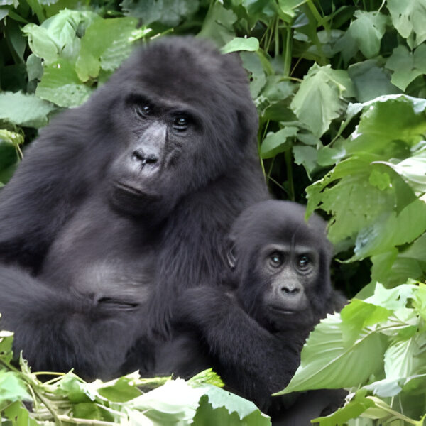 Gorilla Habituation, Gorilla Trekking & Chimpanzee Trekking Tours