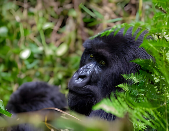 The best 4 Day Holiday in Uganda – Gorilla Trekking