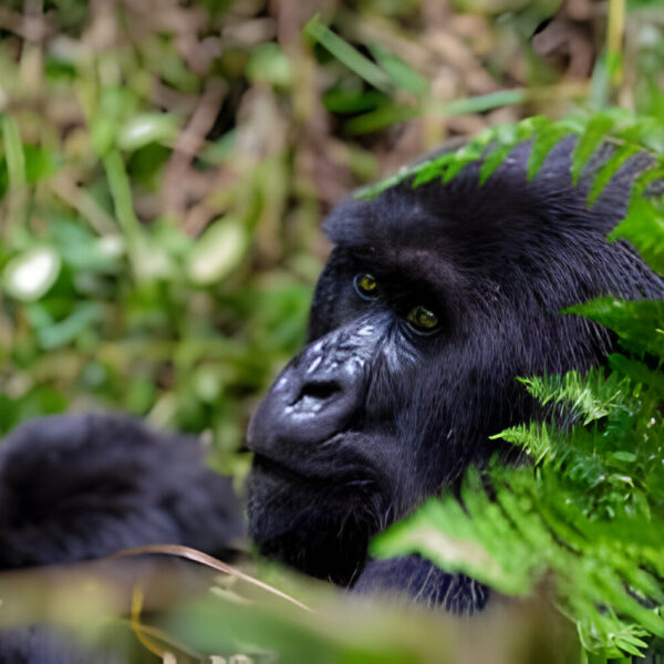 The best 4 Day Holiday in Uganda – Gorilla Trekking