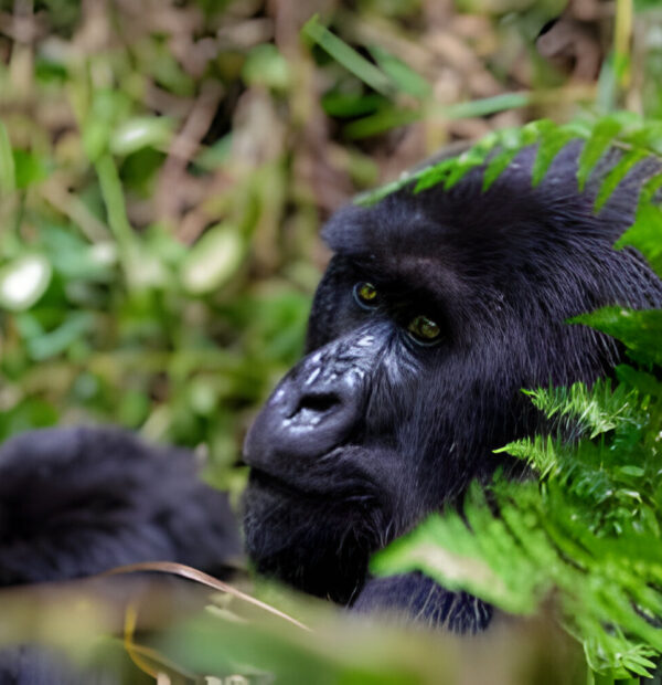 The best 4 Day Holiday in Uganda – Gorilla Trekking