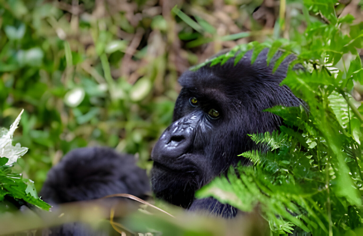 The best 4 Day Holiday in Uganda – Gorilla Trekking