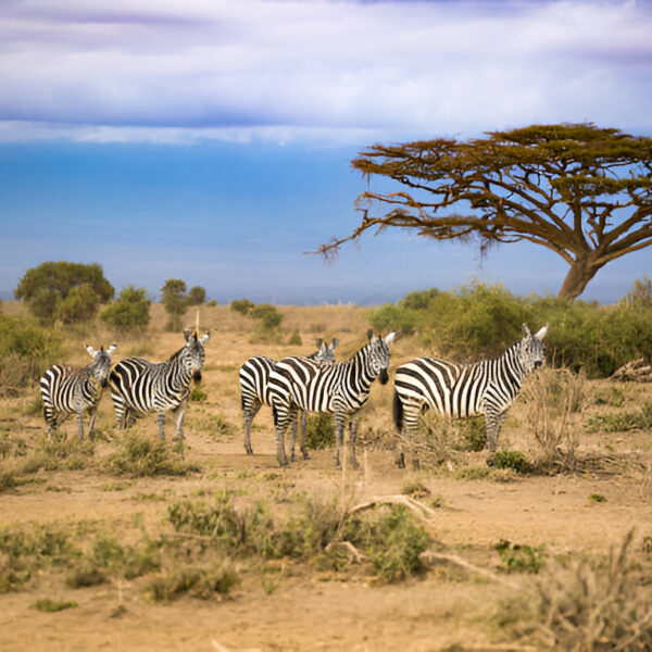 Best Tour Company in Africa - 2025- 2030 African Delight Tour with Kruger stay