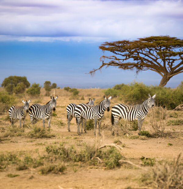 Best Tour Company in Africa - 2025- 2030 African Delight Tour with Kruger stay