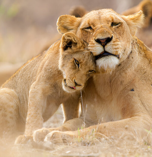 Travels specialist operator in Tanzania