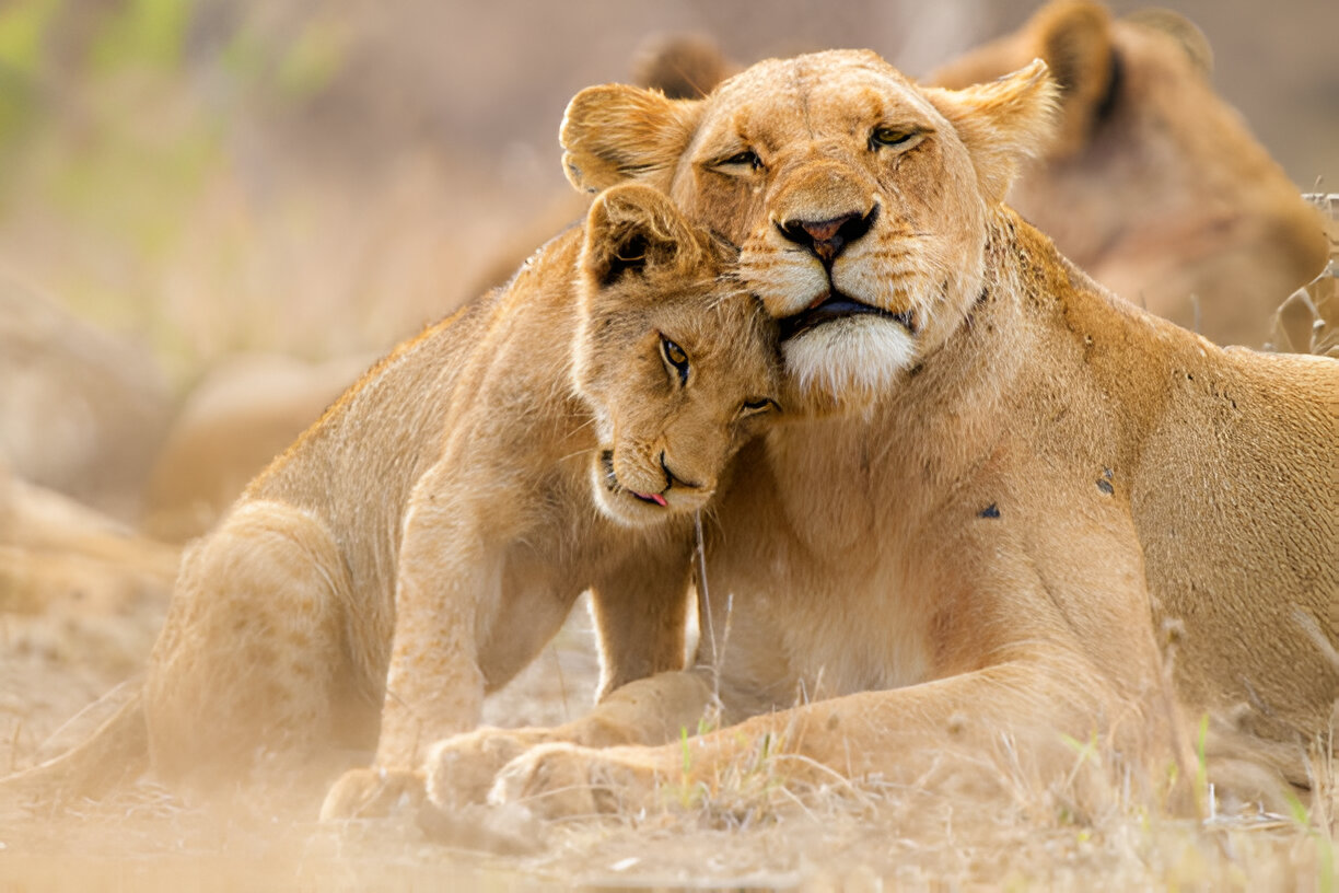 Travels specialist operator in Tanzania