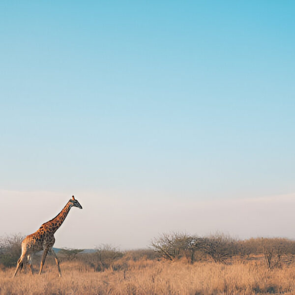 Bush to Bling-Kruger & amp; Sun City Extremes