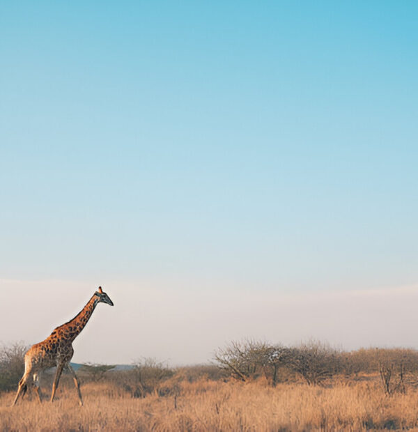 Bush to Bling-Kruger & amp; Sun City Extremes