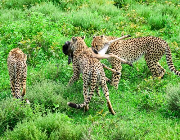 5-8Day Tanzania Safari & Zanzibar Beach Tour