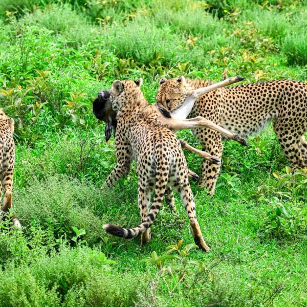 5-8Day Tanzania Safari & Zanzibar Beach Tour