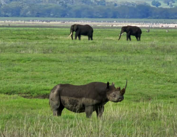 1 day Ngorongoro crater safari