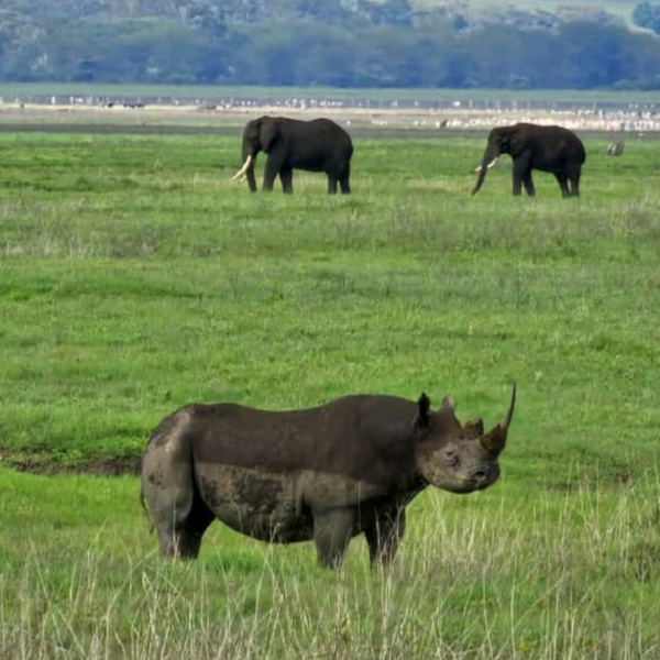 1 day Ngorongoro crater safari