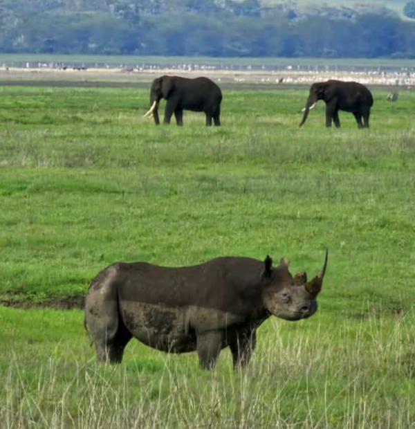 1st of Things to do in Tanzania-1day Ngorongoro crater safari