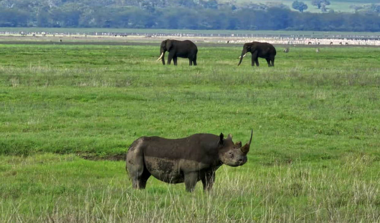 1st of Things to do in Tanzania-1day Ngorongoro crater safari