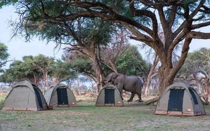 Tanzania’s budget-friendly camping safaris beginning in Moshi, Arusha, or Kilimanjaro Airport