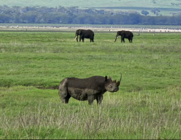 2 days Tanzania safari to Lake Manyara and Ngorongoro crater