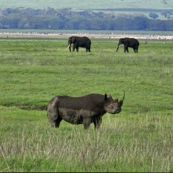 2 days Tanzania safari to Lake Manyara and Ngorongoro crater