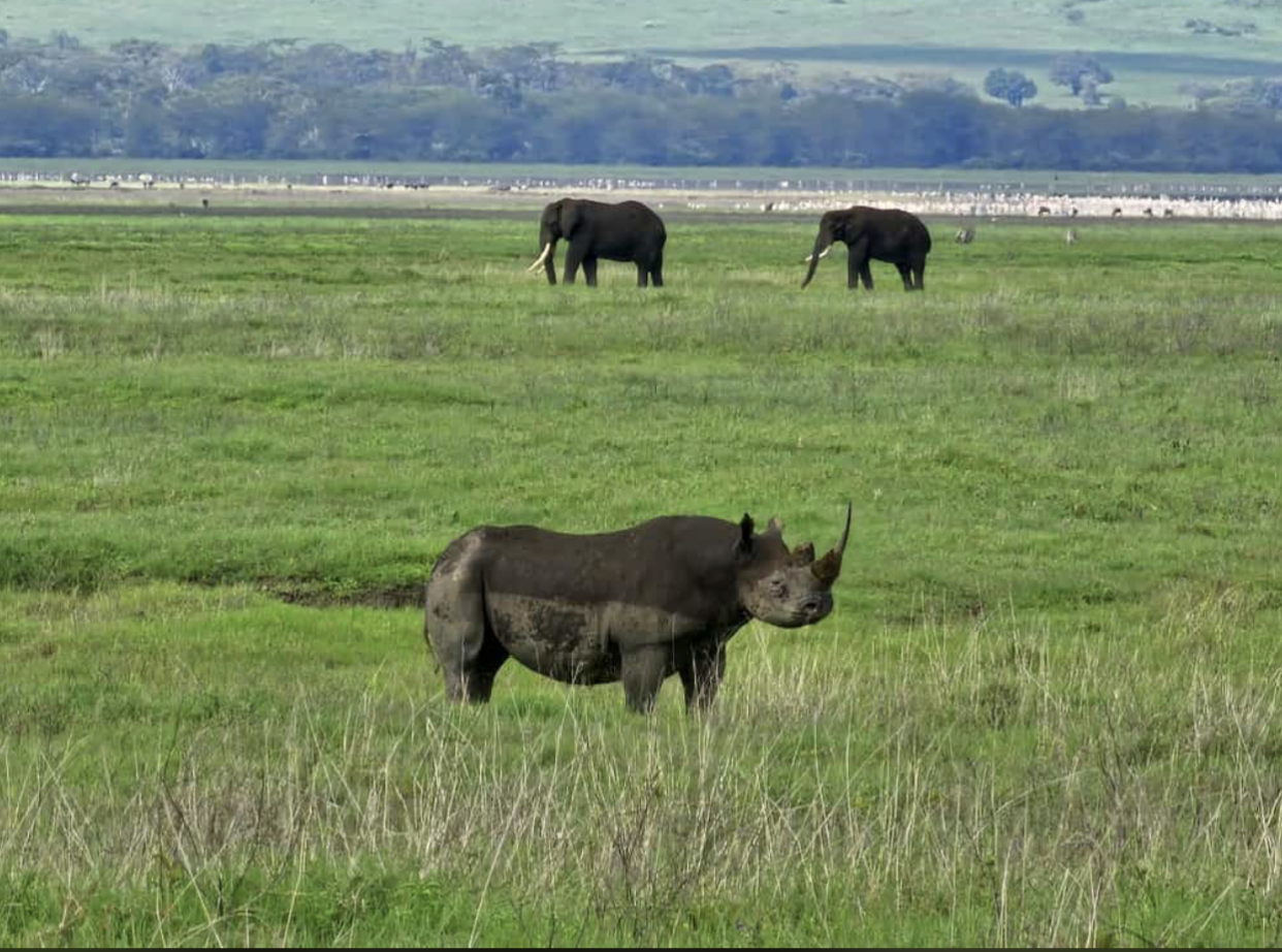 Superior 2 days Tanzania safari tour to Lake Manyara and Ngorongoro crater