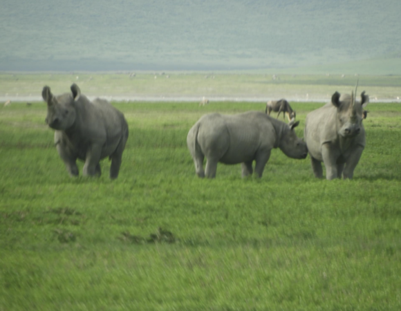 The best 3 Day Murchison Falls Safari and Rhino Trekking