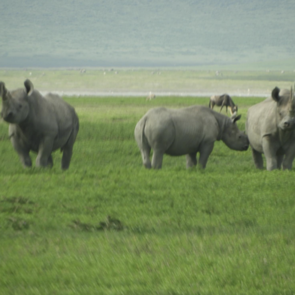 The best 3 Day Murchison Falls Safari and Rhino Trekking