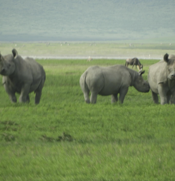 The best 3 Day Murchison Falls Safari and Rhino Trekking