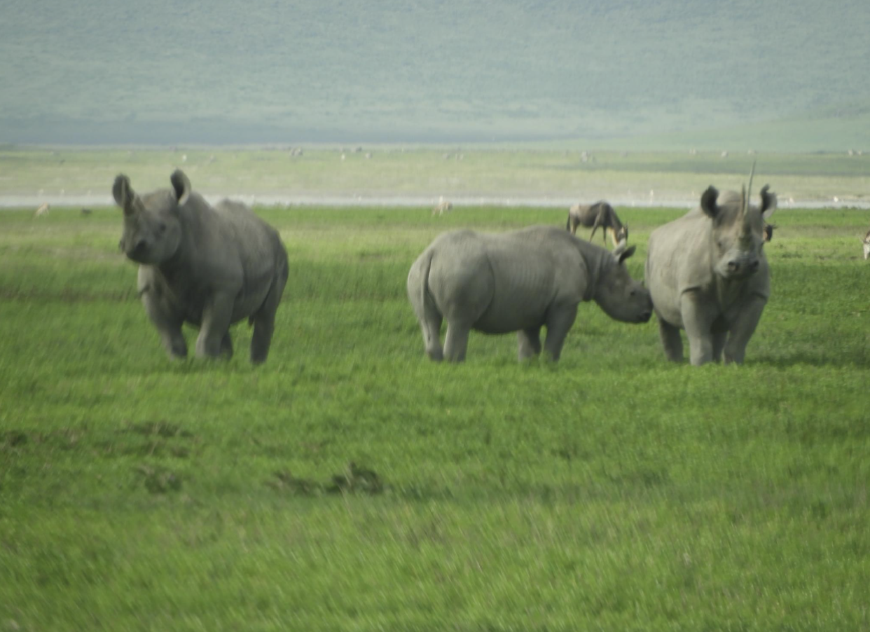 The best 3 Day Murchison Falls Safari and Rhino Trekking