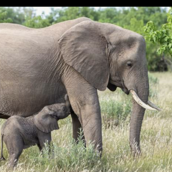 2 days Tanzania safari to Tarangire and Ngorongoro crater