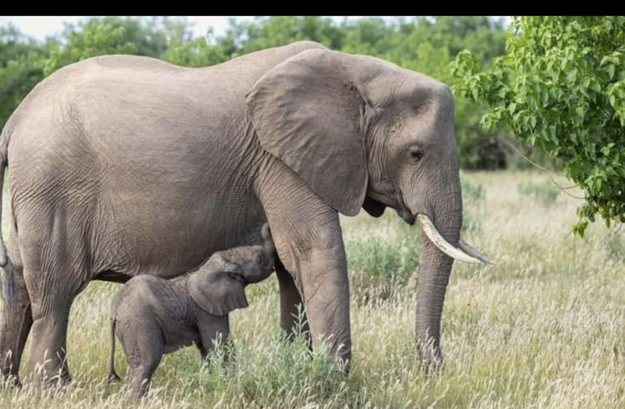 2 days Tanzania safari to Tarangire and Ngorongoro crater from Moshi