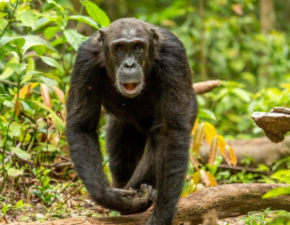 The best 7 Day safari in Rwanda and Uganda