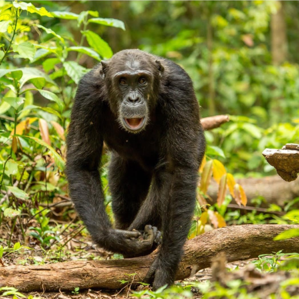 The best 7 Day safari in Rwanda and Uganda