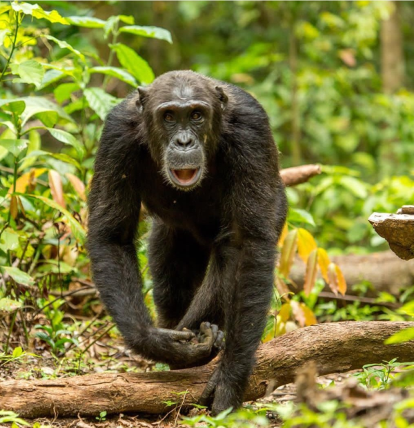 Finest tour company in Rwanda - 7 Day safari in Rwanda