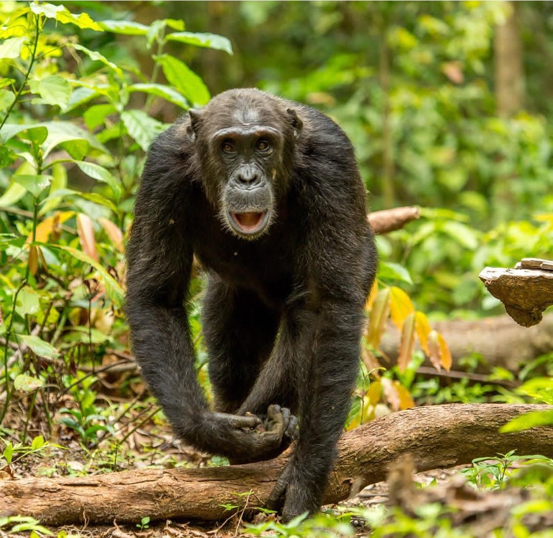 Finest tour company in Rwanda - 7 Day safari in Rwanda